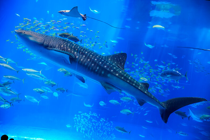 沖縄美ら海水族館のイメージ